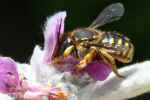 Anthidium_manicatum_Hans-Juergen_Sessner