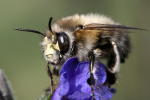 Anthophora plumipes_Hans-Juergen Sessner