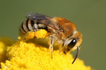 Colletes sp_Hans Juergen Sessner
