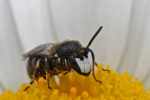 Hylaeus spilotus_Hans Juergen Sessner