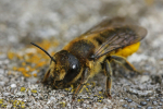 Megachile versicolor_Hans-Juergen Sessner