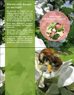 Tafel 4 Warum sind Bienen so wertvoll