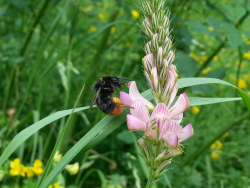 steinhummel esparsette kfw bankengarten frankfurt hoelzer