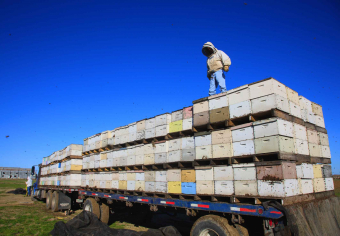 In den USA werden Honigbienen tausende Kilometer von einer zur nächsten Monokultur transportiert