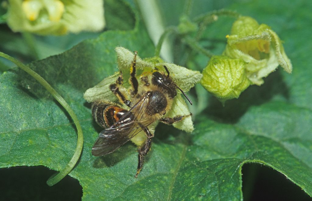 tl_files/bilder/content/dsummt/Wildbienen/Andrena florea_c_Matthias_Schindler.jpg