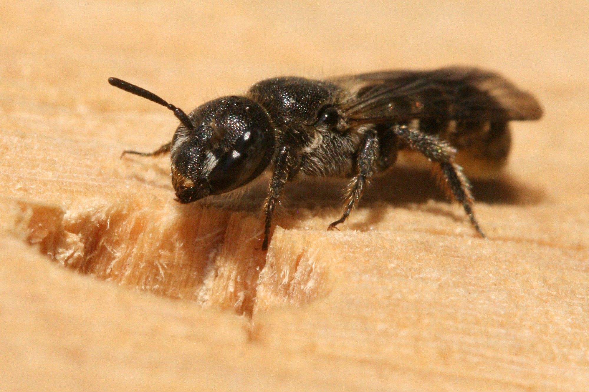 Wildbienenarten Frankfurt summt