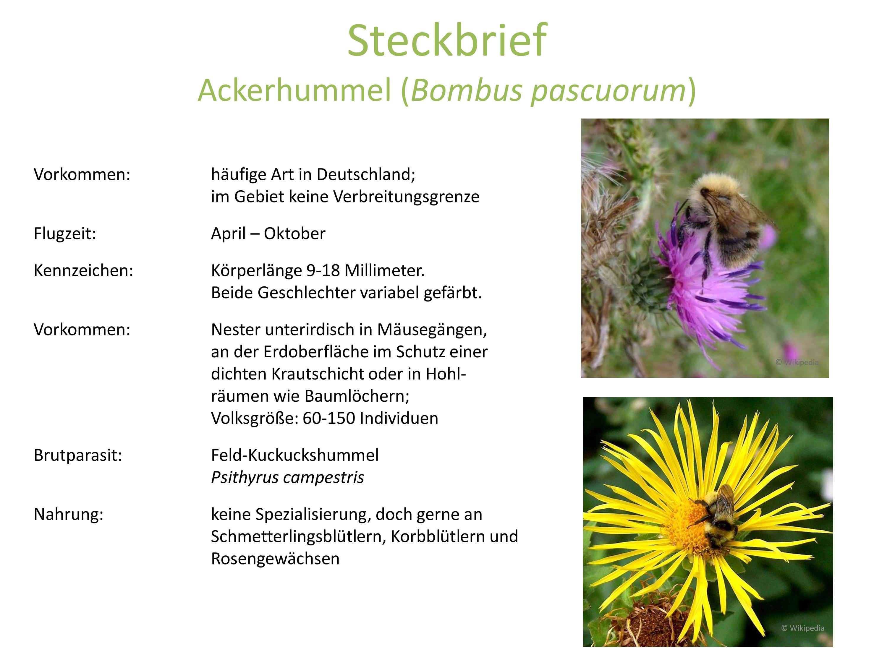 Wildbienen Die anderen Bienen PDF Epub-Ebook
